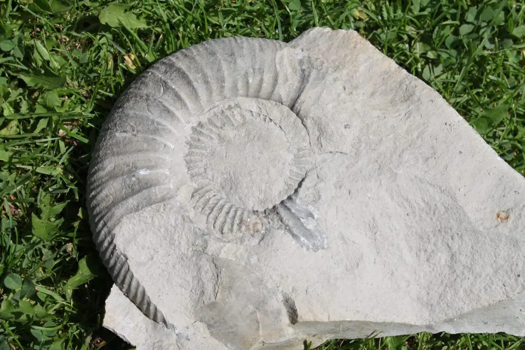 Bschor GmbH: Ein versteinerter Ammonit, eingebettet in ein großes Stück grauen Felsens, liegt auf grünem Gras.