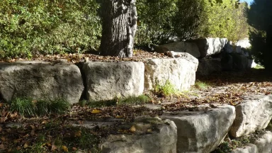 Bschor GmbH: Ein Baum wächst an der Spitze einer stufenförmigen Steinmauer, umgeben von grünen Sträuchern und verstreuten, im Sonnenlicht liegenden Blättern.