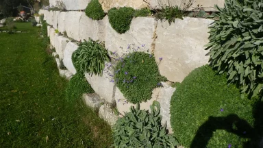 Bschor GmbH: Große Steinmauer mit verschiedenen grünen Pflanzen und kleinen violetten Blumen, die aus den Lücken wachsen; rechts ist der Schatten einer Person zu sehen.